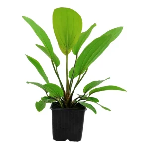 Echinodorus 'Rosé' Neu