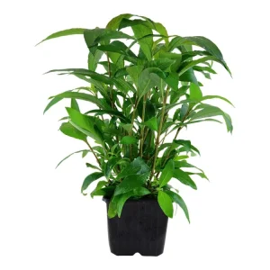 Hygrophila corymbosa 'Stricta' Mega-Angebot