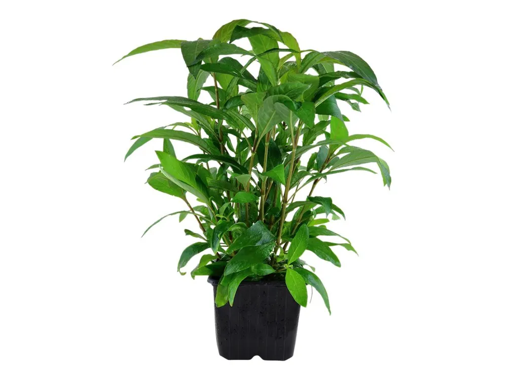 Hygrophila corymbosa 'Stricta' Mega-Angebot