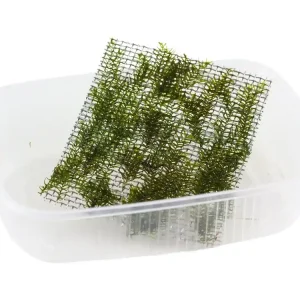 Knallerangebot Fissidens fontanus