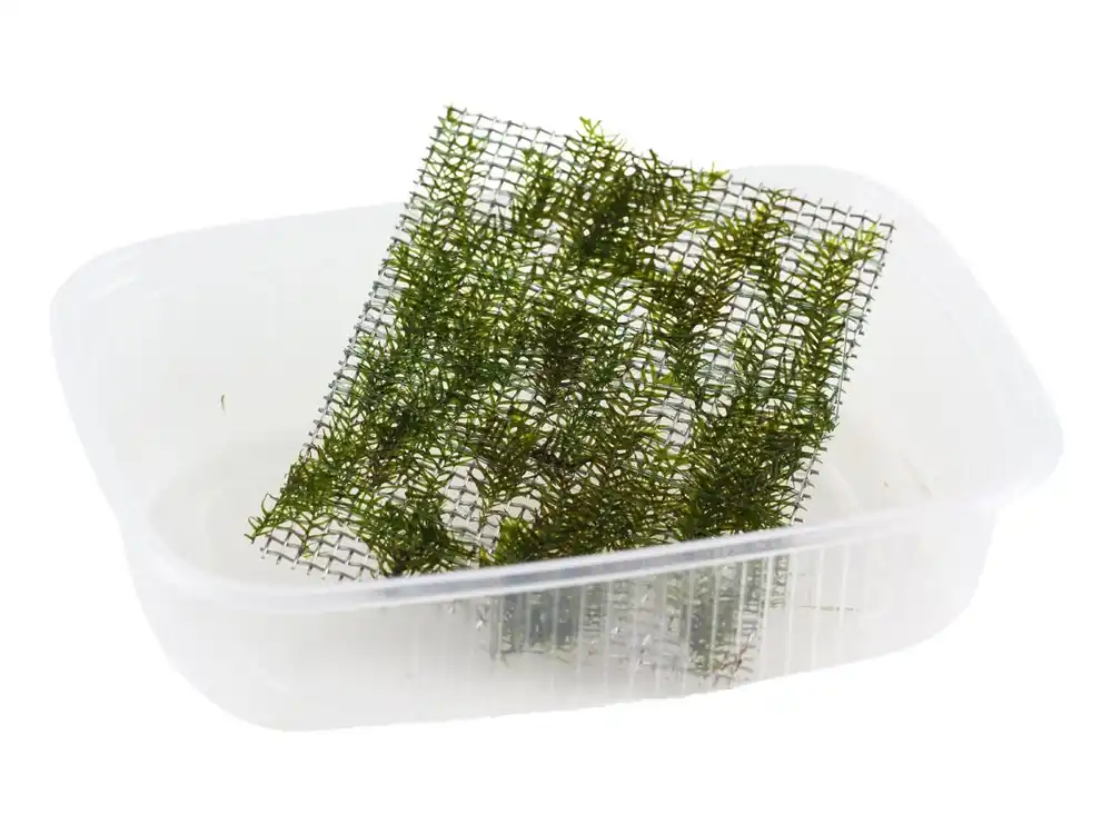 Knallerangebot Fissidens fontanus