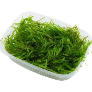 Sichere Zahlung Vesicularia ferriei 'Weeping Moss'