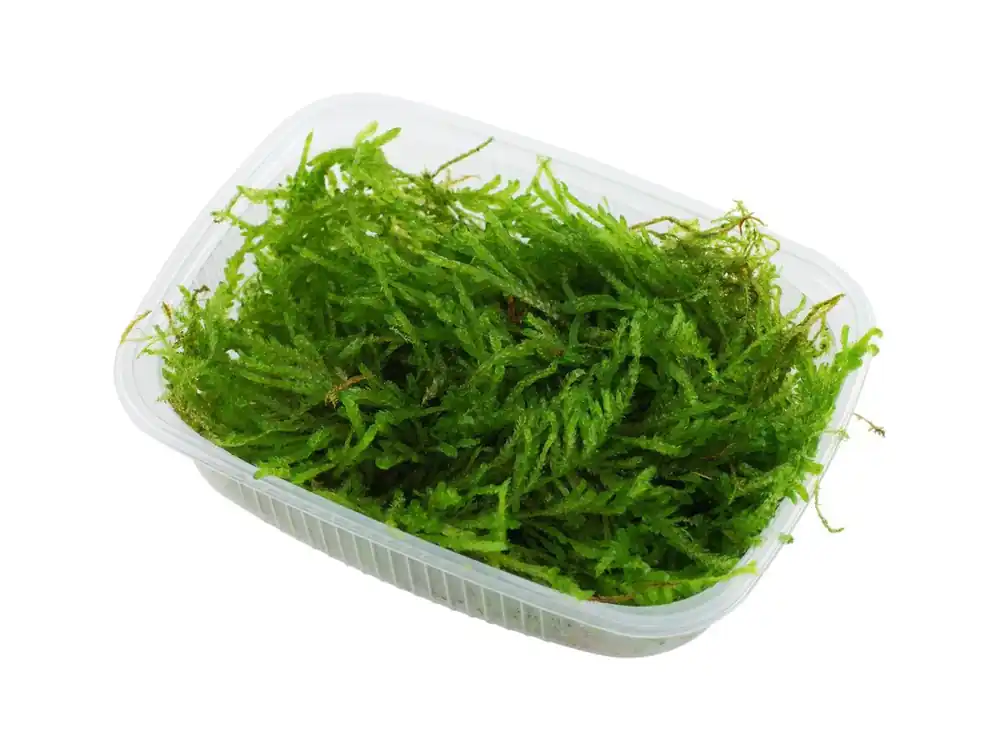 Sichere Zahlung Vesicularia ferriei 'Weeping Moss'