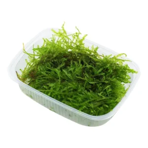 Meistverkauft Vesicularia montagnei 'Christmas'