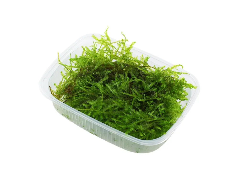 Meistverkauft Vesicularia montagnei 'Christmas'