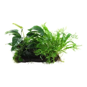 Microsorum - Anubias 'Duet' Solange Der Vorrat Reicht