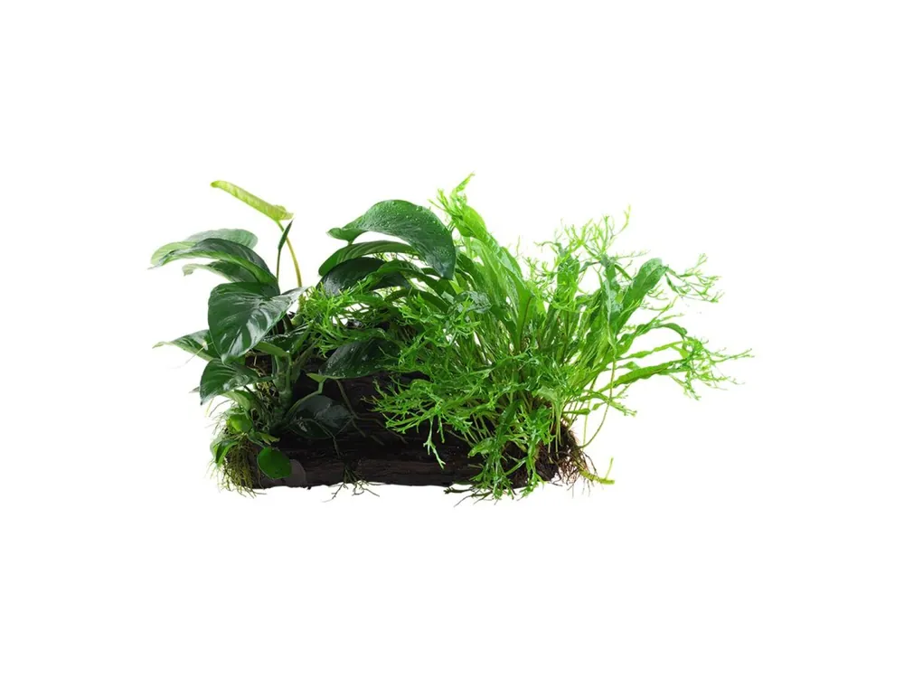 Microsorum - Anubias 'Duet' Solange Der Vorrat Reicht