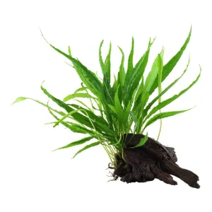 Microsorum pteropus Sofort Bestellen