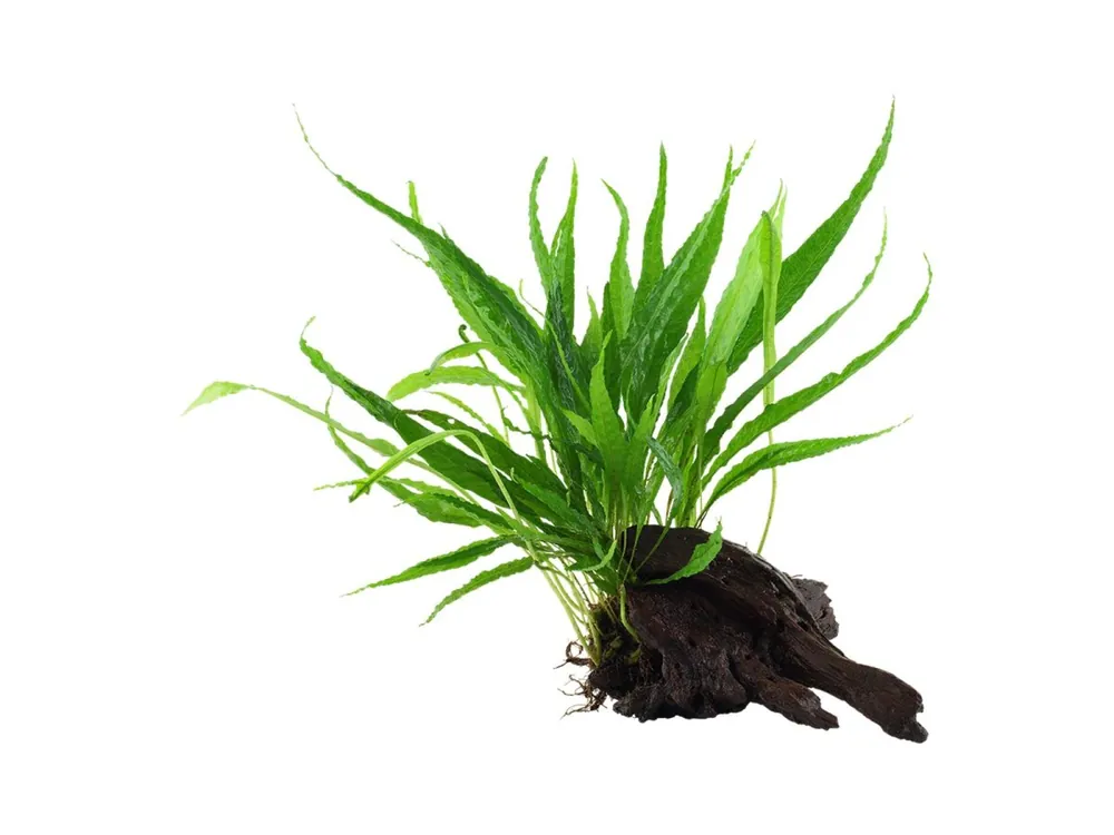 Microsorum pteropus Sofort Bestellen