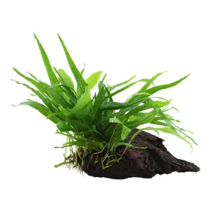 Microsorum pteropus 'Narrow' (petit) Echt