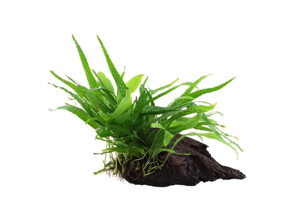 Microsorum pteropus 'Narrow' (petit) Echt