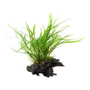 Preis Gesenkt Microsorum pteropus 'Trident'