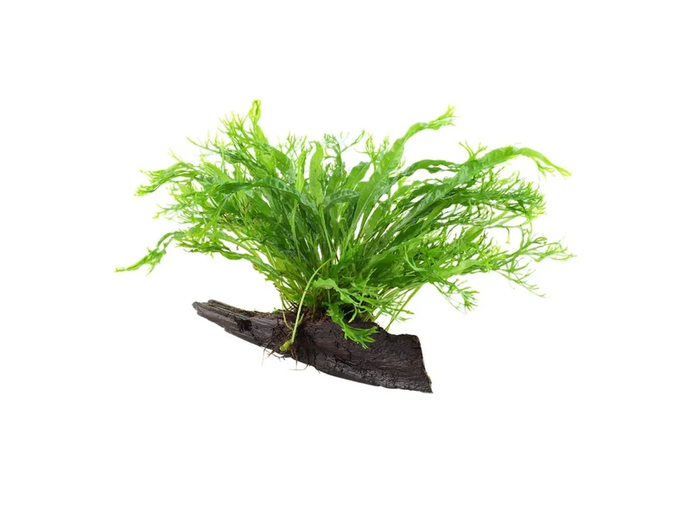 Sonderangebot Microsorum pteropus 'Windeløv