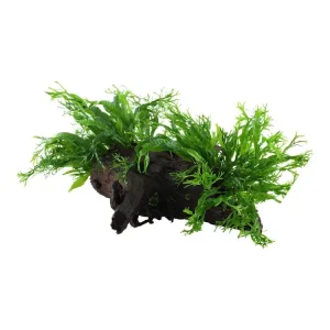 Preisreduziert Microsorum pteropus 'Windeløv'