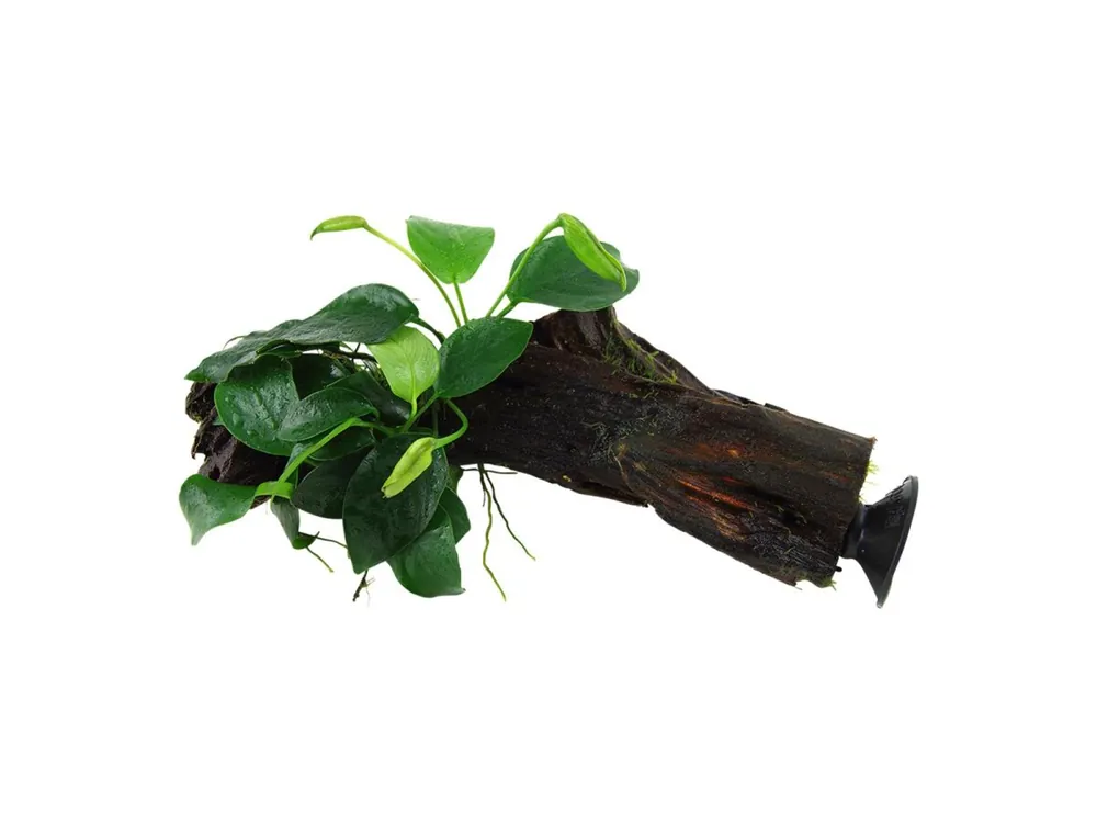 Top-Angebot Anubias barteri var. nana