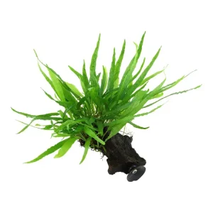 Microsorum pteropus 'Narrow' (petit) Sichere Zahlung