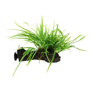 Microsorum pteropus "Trident Sonderangebot
