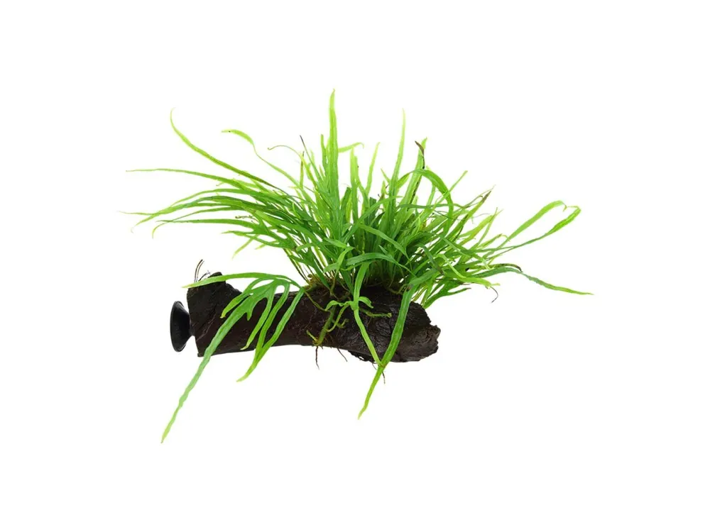 Microsorum pteropus "Trident Sonderangebot