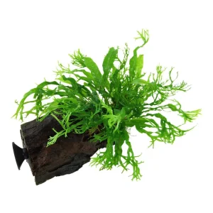 Knallerangebot Microsorum pteropus 'Windeløv'
