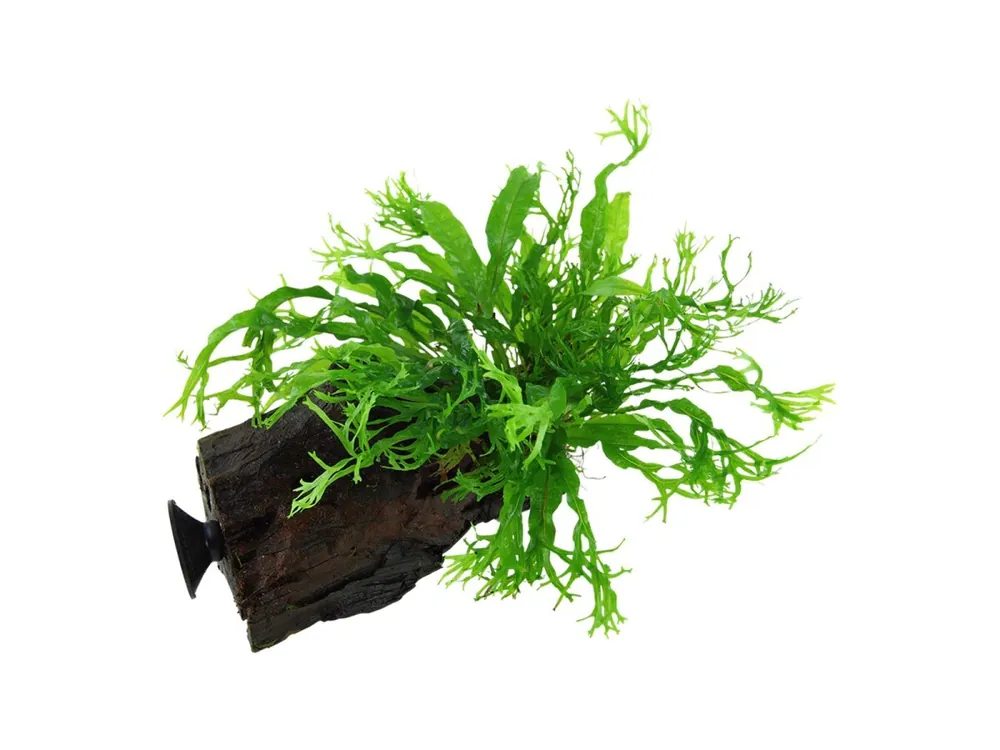 Knallerangebot Microsorum pteropus 'Windeløv'