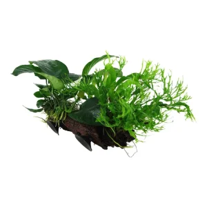 Microsorum sp. Sichere Zahlung