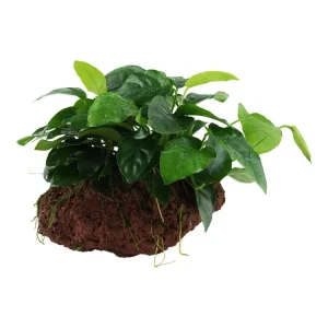 Meistverkauft Anubias barteri var. nana