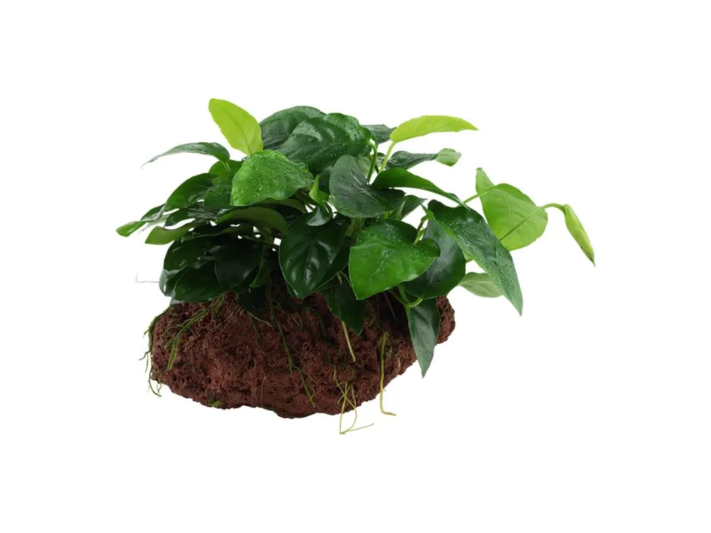 Meistverkauft Anubias barteri var. nana