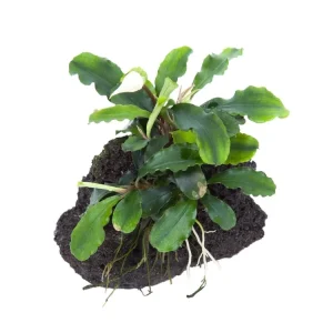Bucephalandra pygmaea 'Wavy Green' Abverkauf