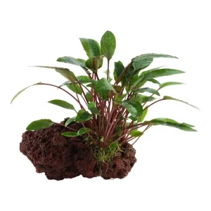 Sichere Zahlung Cryptocoryne beckettii 'Petchii'