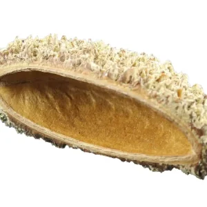 Abverkauf Bolsa de Pastor half shell