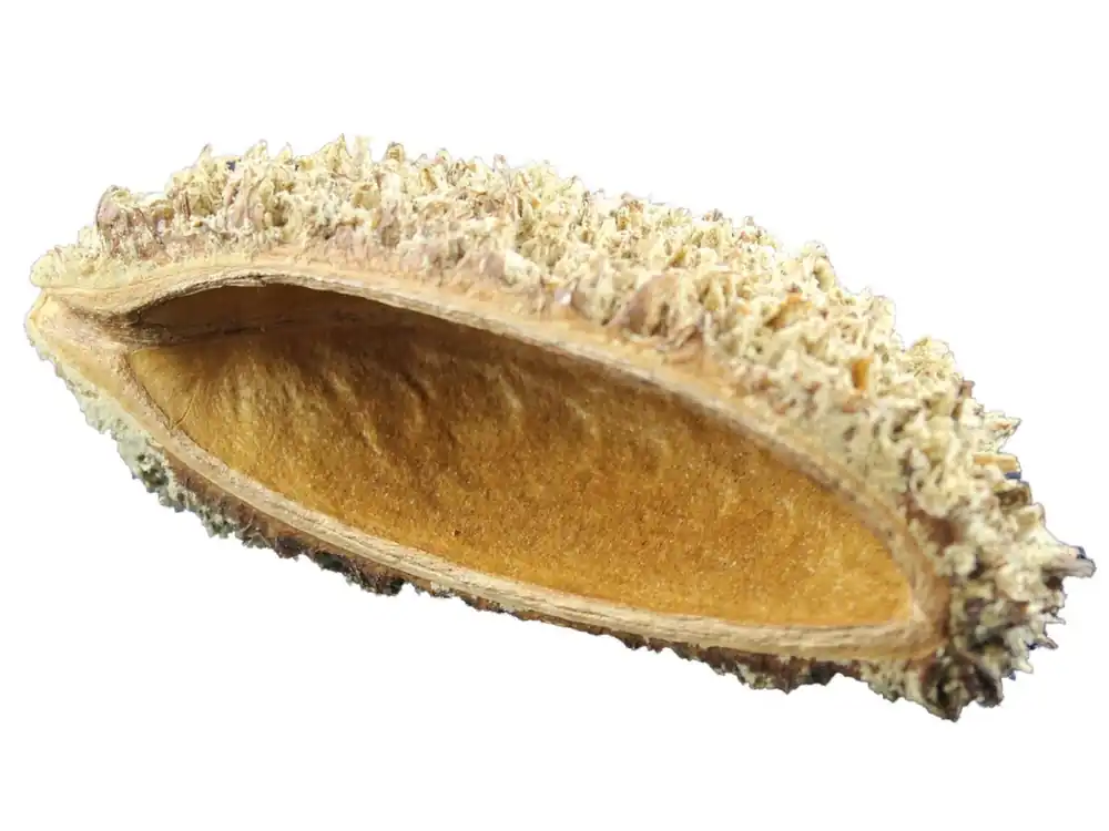 Abverkauf Bolsa de Pastor half shell