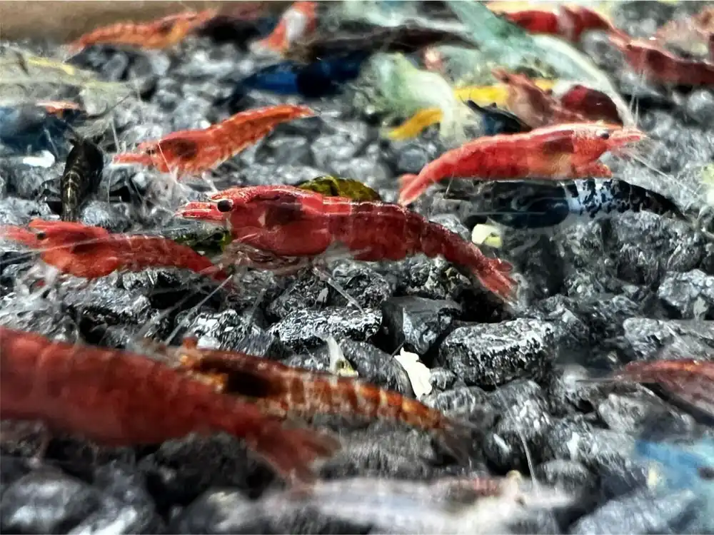 Neocaridina Mix B - Grade - 20 pieces Geprüft