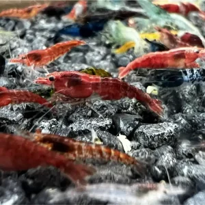 Online Kaufen Neocaridina Mix B - Grado - 20 pezzi