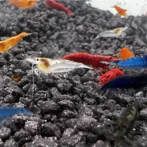 Neocaridina Mix A - Grado - 20 pezzi Bestseller