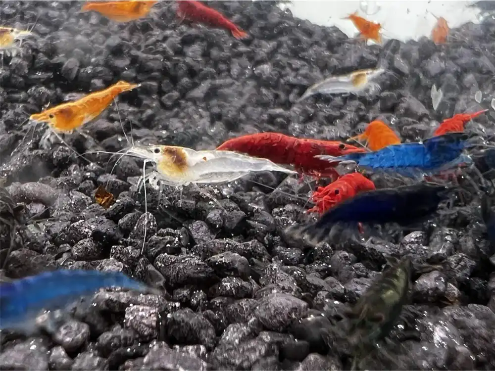 Sale Neocaridina Mix A - Grado - 20 piezas