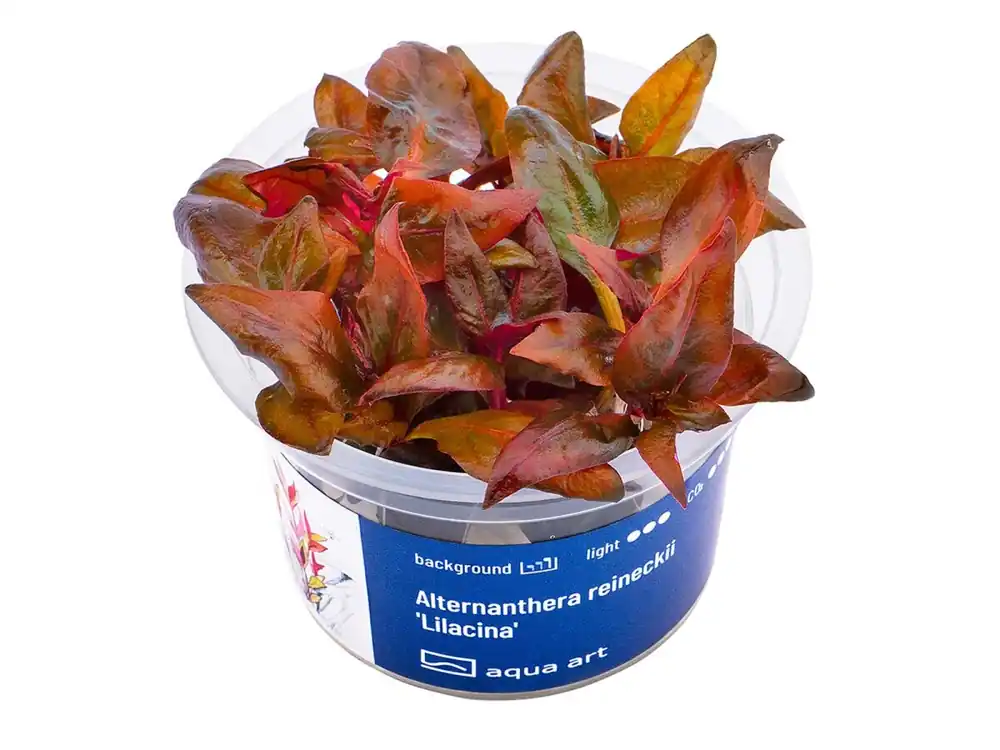 Alternanthera reineckii 'Lilacina' Schnäppchen