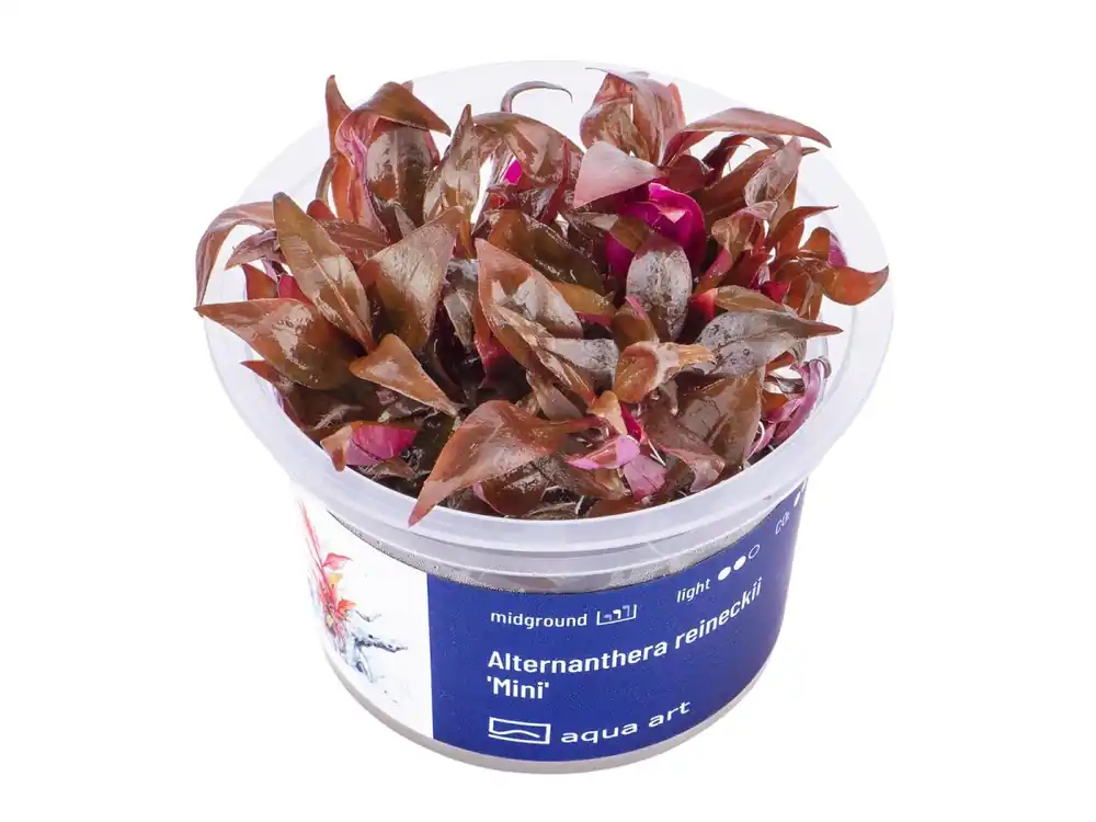 Alternanthera reineckii 'Mini' Aktuell