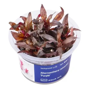 Preiswert Alternanthera reineckii 'Purple' (pourpre)