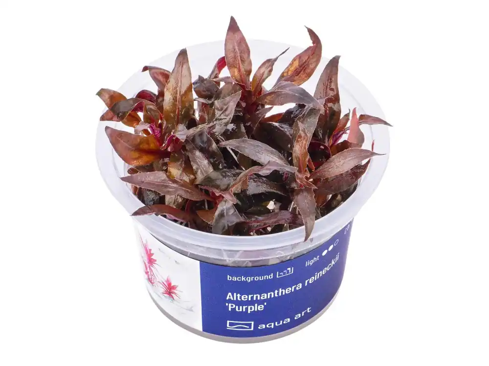 Preiswert Alternanthera reineckii 'Purple' (pourpre)