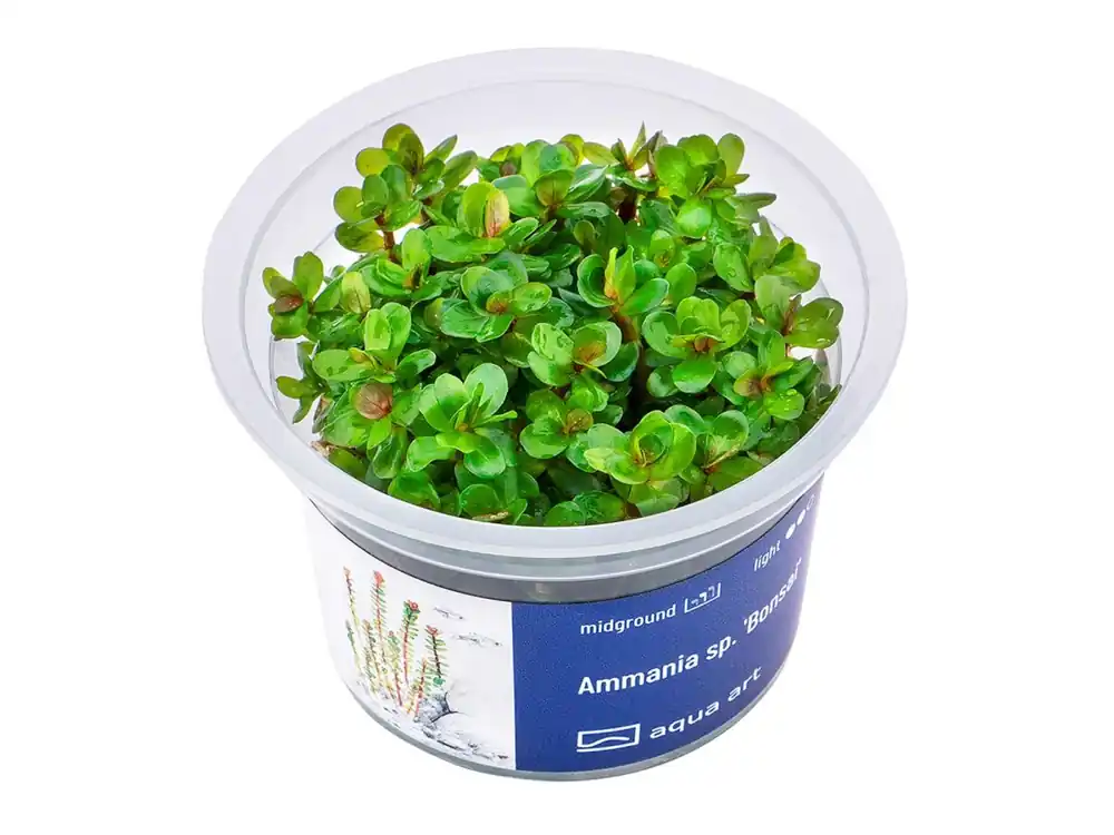 Top-Angebot Ammania sp. 'Bonsai
