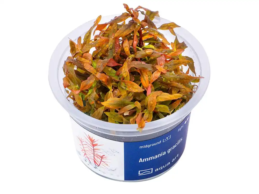 Ammania gracilis Top-Seller