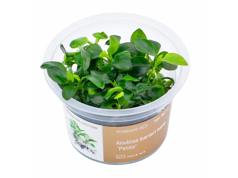 Anubias barteri nana ’Petite’ Schnäppchen