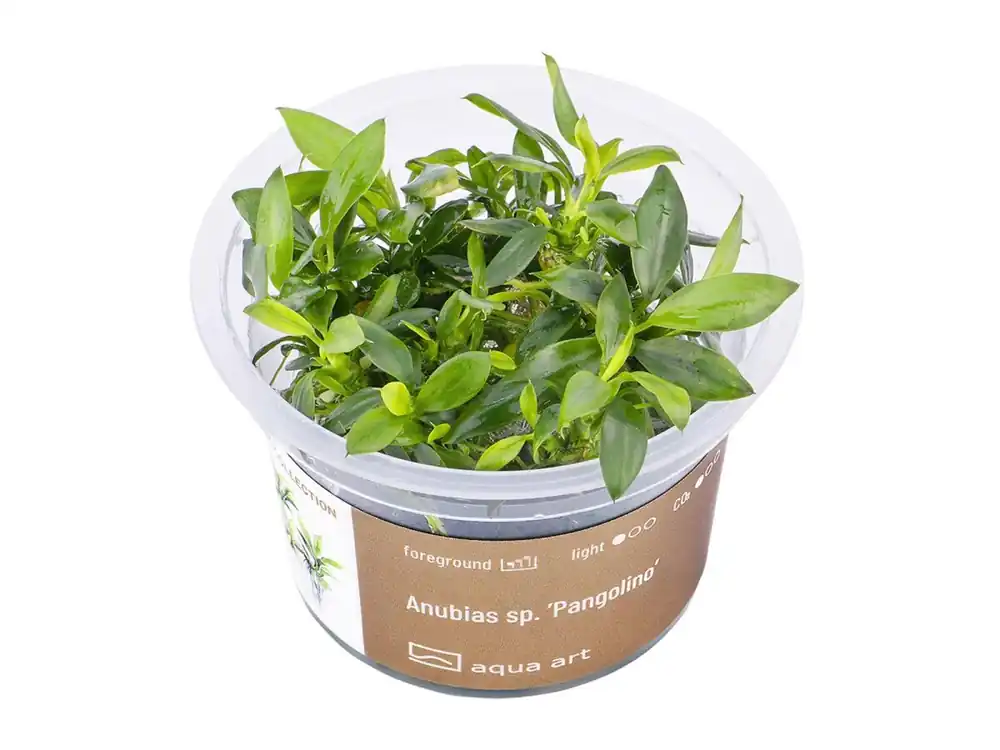 Anubias sp. 'Pangolino' (plante à fleurs) Meistverkauft