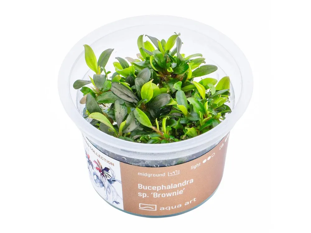 Bucephalandra sp. 'Brownie' (Brownie) Jetzt Bestellen