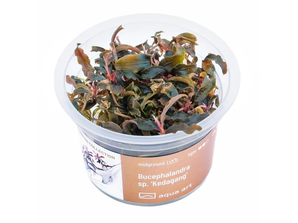 Jetzt Bestellen Bucephalandra sp. ’Kedagang’