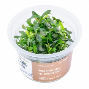 Bucephalandra sp. 'Hoja de aguja' (Needle Leaf) Top-Seller