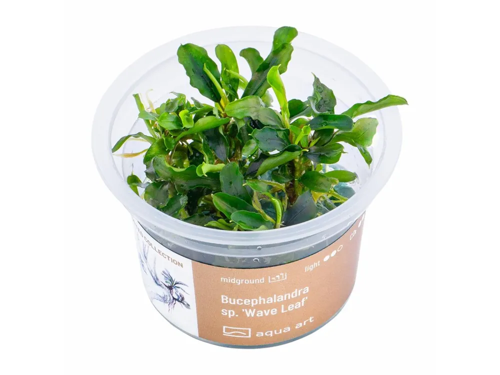 Bucephalandra sp.’Wave Leaf’ Direkt Vom Hersteller