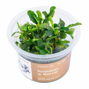 Ausverkauf Bucephalandra sp. 'Wave Leaf'