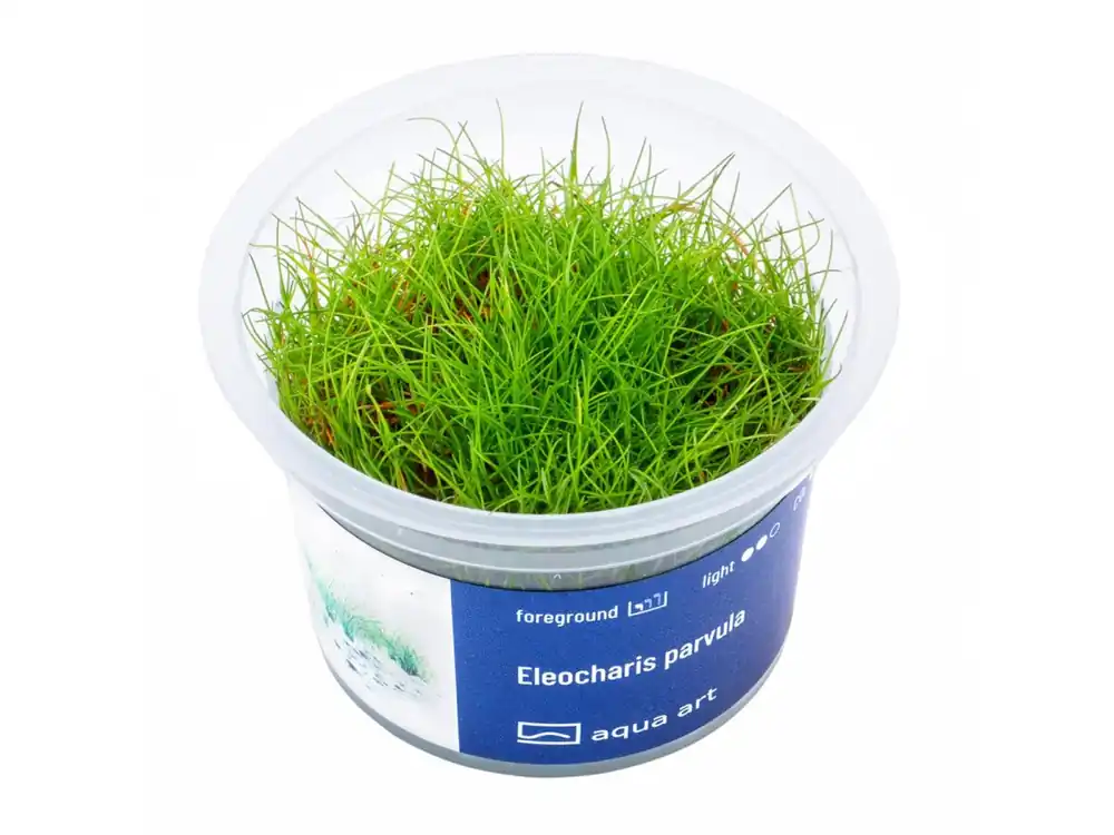 Top-Preis Eleocharis parvula