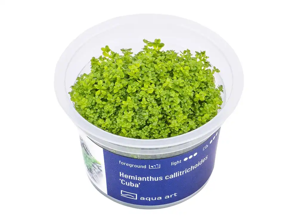 Sale Hemianthus callitrichoides 'Cuba
